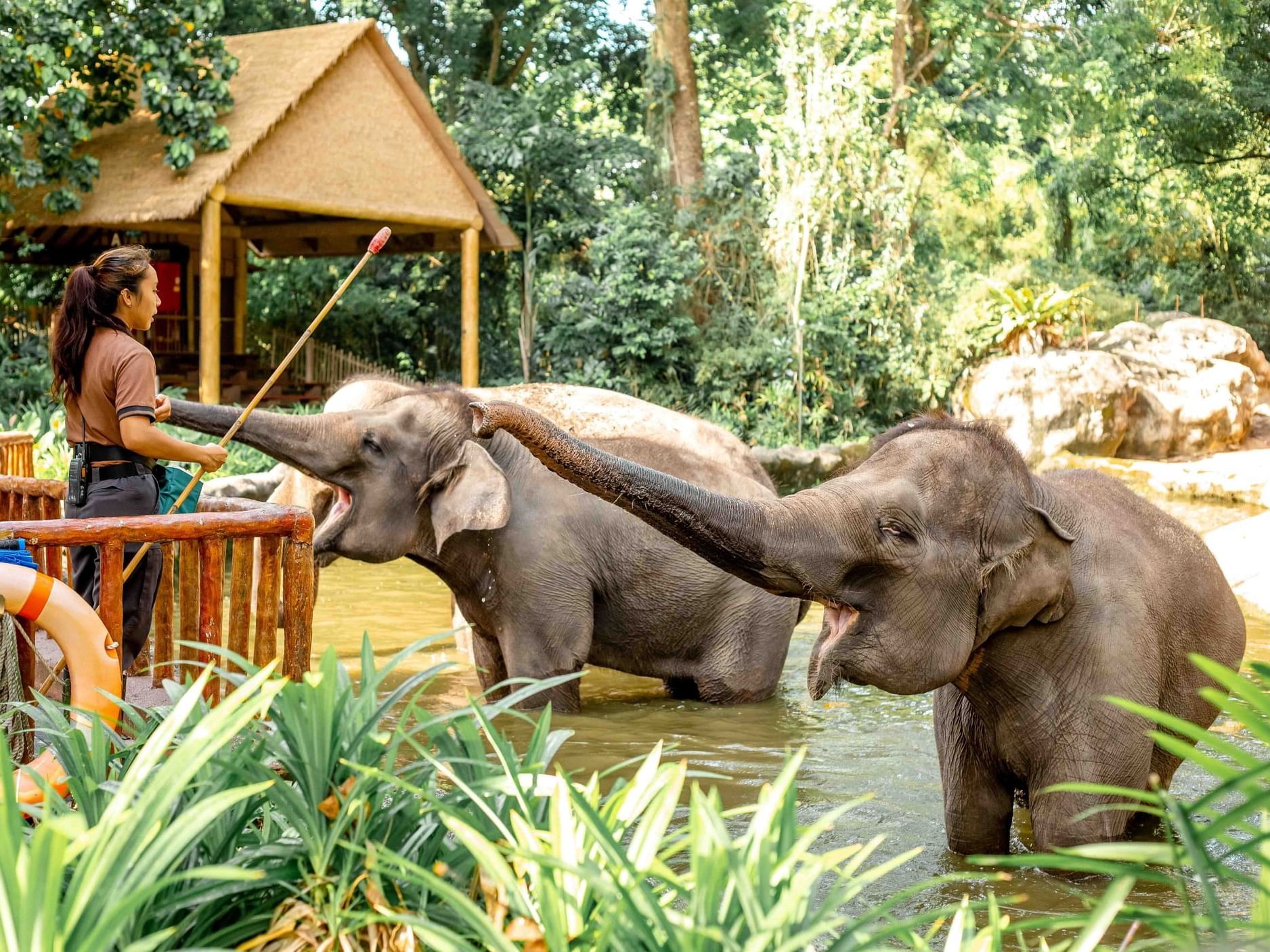 Two elephants in water being fed by a person in Singapore Zoo near Fullerton Bay Hotel Singapore